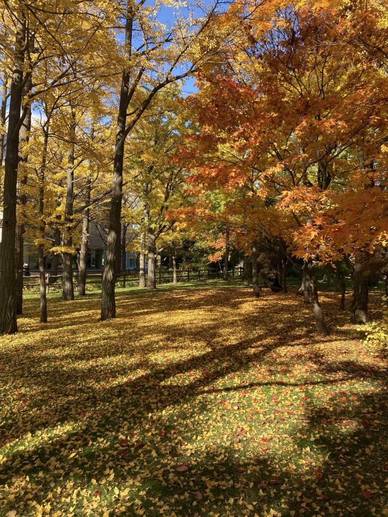 中島公園の紅葉11/2